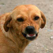 Calmanti tra le domande su cani. Cane Aggressivo Cause E Come Calmarlo