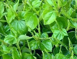 5 Jenis Tanaman Obat Healthtozone Healthtozone Tanaman Obat Tanaman Kebun Kecil