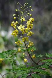 Image result for Caesalpinia decapetala