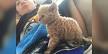 Selkirk Rex Kittens for Sale - Adoptapet