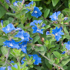 Hawaiian blue eyes evolvulus care. Evolvulus Blue Daze Evolvulus Glomeratus Plants Select Seeds