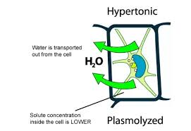 Maybe you would like to learn more about one of these? What Will Happen When A Plant Cell Is Kept In Hypotonic Solution Quora