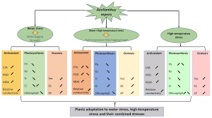 Image result for Aeollanthus repens