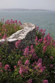 Check spelling or type a new query. Rote Klippen In Devon Stockfoto Bild Von Meer Landspitze 50289230