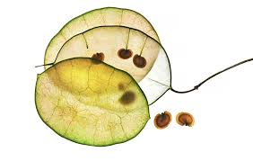 View credits, reviews, tracks and shop for the vinyl release of iggy pop on discogs. The Old Reader