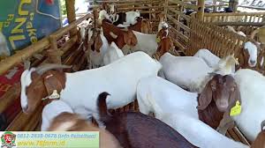 Peternakan adalah aplikasi inventasi ternak dengan pembelian ternak lalu diternakan oleh peternak dan di peternakan kami. 0815 7804 5670 Kursus Ternak Kambing Potong May 2021