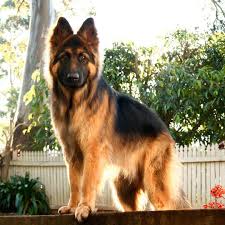 How big do black german shepherds get? 16 Cute German Shepherd Dogs Puppies