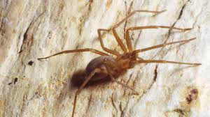 Image result for große winkelspinne biss haut reaktion