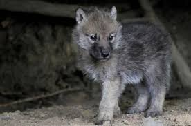 Cei trei purceluși povesti pentru copii basme in limba romana romanian fairy tales. Wolf Animal De PradÄƒ SÄƒlbatic Descrierea È™i Fotografia Unui Lup ObiÈ™nuit Wolf Un PrÄƒdÄƒtor Tipic Care Minele Se AlimenteazÄƒ Independent CÄƒutarea ActivÄƒ È™i PersecuÈ›ia Sacrificiilor Care Se HrÄƒnesc Cu Lupi