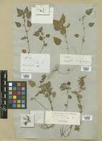 Image result for Acalypha brachystachya