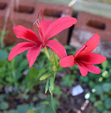 Image result for Freesia grandiflora