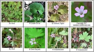 Image result for Pelargonium domesticum round-leaved bushy