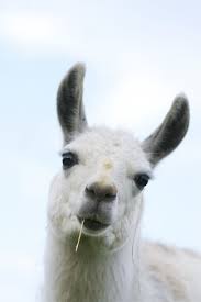 Pops Mojo Photos Llama Animals Beautiful Cute Alpaca
