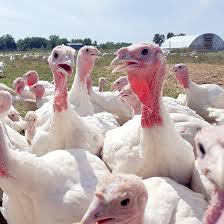 Trekking is one of the most completed outdoor stores to offer you everything you need to enjoy your goals in the mountain like camping gear and accessories, backpacking, outdoor clothing, hiking gear. Red Gate Grocer Turkeys Raised Outdoors On A Family Farm Greenstar