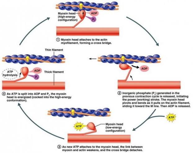 MOLECULAR MECHANISM OF CONTRACTION IN SKELETAL MUSCLE | Austin Tommy