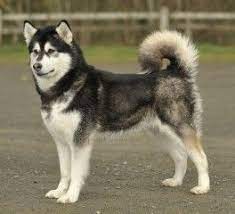This advert is located in and around swansea, west glamorgan. Giant Alaskan Malamute Puppies For Sale Uk Pets Lovers