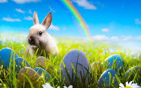 Desktop bilder ostern kostenlos : Bunnies Wallpapers And Photos In K Ultra Hd For Download Bunny Wallpaper Rabbit Wallpaper Spring Bunny