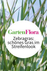Zebragras Schones Gras Im Streifenlook Gartenflora In 2020 Zebragras Gras Garten
