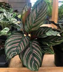 Buy Calathea House Plants Online Garden Goods Direct Calathea Plant Plants Tropical House Plants