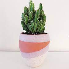 How to propagate succulents fast n easy. Fairy Castle Cactus Care And Propagation Ultimate Guide