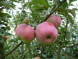 Erstmals gezüchtet wurde diese apfelsorte im jahre 1874 im nordosten der usa. Winterapfel Ontario Malus Ontario Baumschule Horstmann