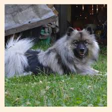 Image result for americký vodní španěl