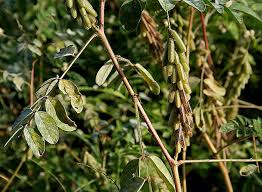 Image result for Indigofera astragalina-hirsuta
