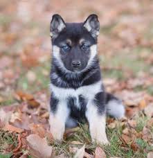 The pitbull husky mix is a crossbreed between an american pitbull terrier and a siberian husky. German Shepherd Husky Mix Puppies For Sale In Colorado