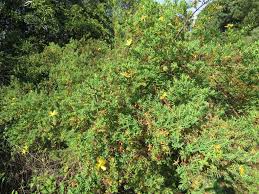 Image result for Hypericum revolutum