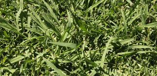 Image result for Paspalum