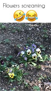Flowers Sreaming Flowers Memes Lol