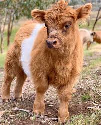 We did not find results for: Miniature Scottish Highland Galloway Cattle Australia This Little Gallowland Girl Is Just Something Else So Beautiful Even With The Bad Hair Day Facebook
