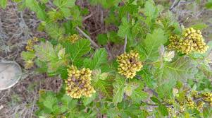 Image result for Rhynchosia elegans