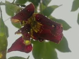 Image result for Markhamia zanzibarica