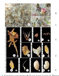 Image result for Crotalaria onobrychis