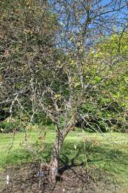 Apparently, nobody is going to sit back and watch his/her ornamental tree die off when there's actually something to do to revive it, which is why we're going to show you how to revive a dying palm tree. Why Has My Tree Or Shrub Died Rhs Gardening