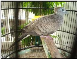 Manfaat kacang ijo untuk perkutut. Bahar Bird Farm Cara Cepat Membuat Perkutut Gacor Rajin Manggung Agar Perkutut Cepat Mencapai Gacor Atau Rajin Manggung Ada Beberapa Hal Yang Harus Di Perhatikan Antara Lain Burung Perkutut Jantan
