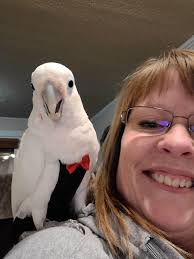 Handfeed and Tamed Talking Birds😊 Sulphur Cockatoo Male & Female African  Grey Parrot Male Complete legal papers.