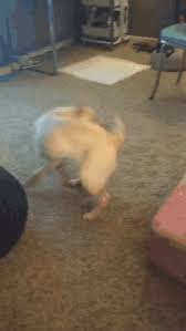 Dog Chasing Its Tail Gifs Tenor Basset hound chasing his tail. dog chasing its tail gifs tenor