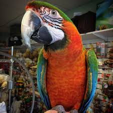 Maybe you would like to learn more about one of these? Camelot Macaw For Sale Buy Macaw Buy Camelot Macaw Hybrid Macawbotan Birds Farm