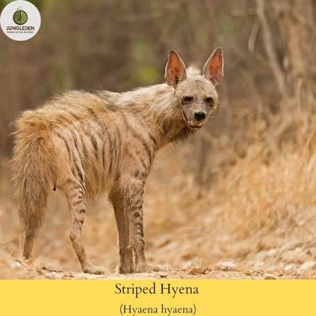 The Indian striped hyena (\(Hyaena\) \(hyaena\)) is a solitary and nocturnal scavenger found across arid and semi-arid landscapes of India. Despite being the country's only hyena species, it is often misunderstood and