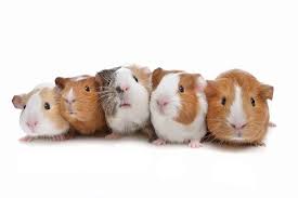 Weitere ideen zu meerschweinchen, meerschwein, meerschweinchen käfig. Meerschweinchen Artgerecht Halten Aus Liebe Zum Tier