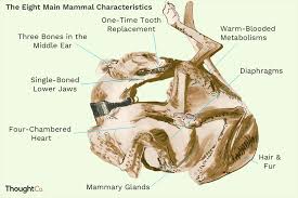 the eight main characteristics of mammals