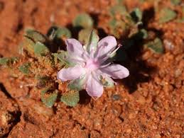 Image result for Bergia