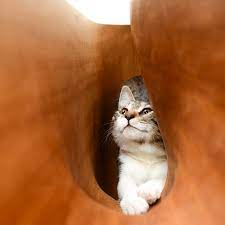 O Catable 1.0 é uma mesa criada pelo estúdio LYCS Architecture que une o espaço de trabalho das pessoas com o jeito curioso e brincalhão dos gatos. Com túneis e aberturas esculpidas