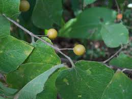 Image result for Celtis