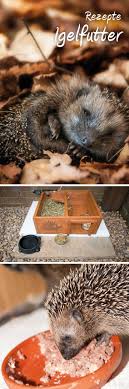 Rezepte Igelfutter Manche Zahlen Zu Jenen Glucklichen Die Einen Igel Als Gartenbewohner Haben Wie Ware Es Igel Futtern Igel Im Garten Igelhaus Selber Bauen