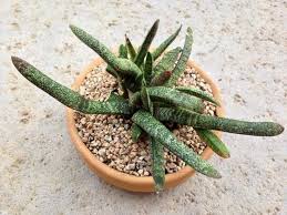 How do you repot your cactus or spiky succulents without getting stuck?! How To Repot Succulents Step By Step Instructions