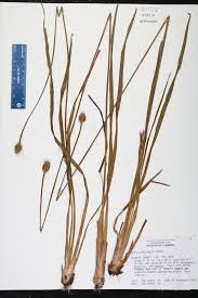 Image result for Xyris laniceps