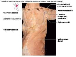 There are anterior muscles diagrams and posterior muscles diagrams. Superficial Dorsal Ventral Muscles Ppt Download